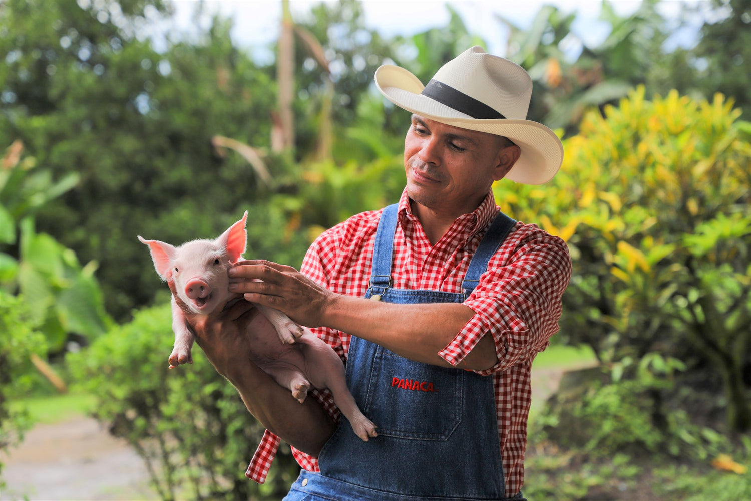 imagenCarruselPAnaca