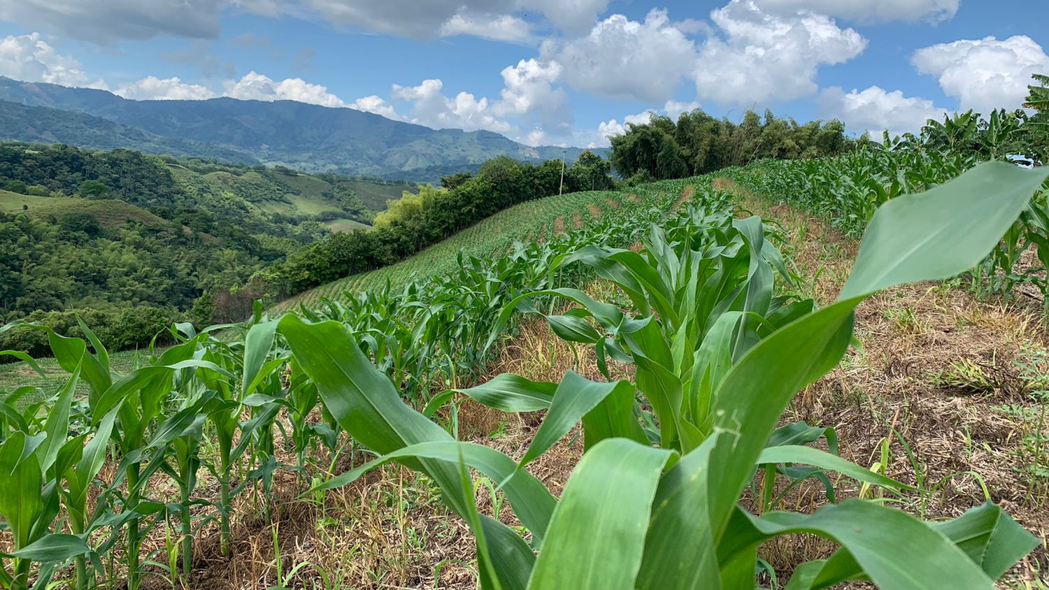 imagenCarruselPAnaca