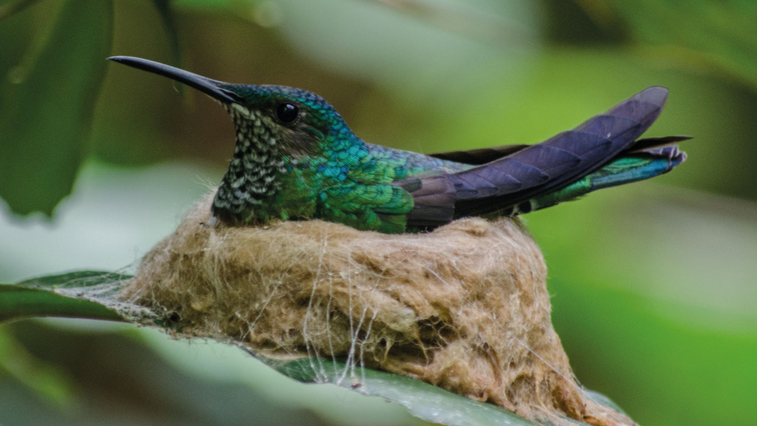 imagenCarruselPAnaca