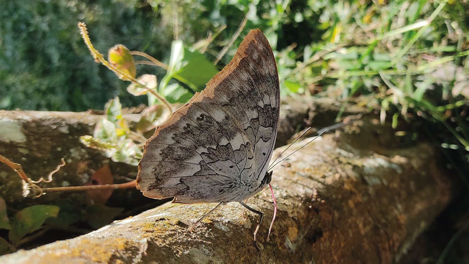 imagenCarruselPAnaca