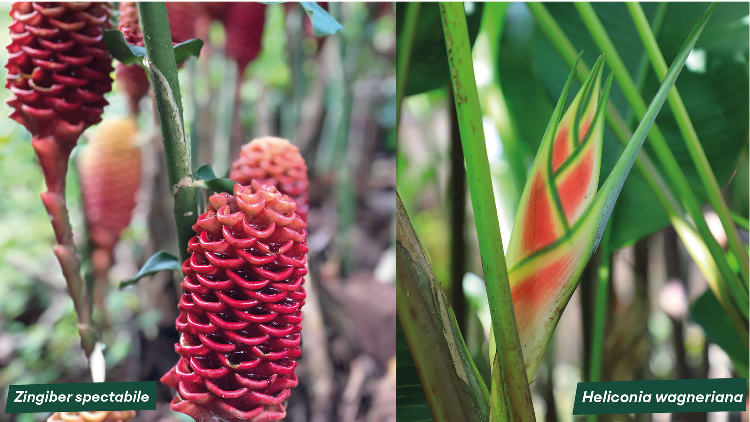 imagenCarruselPAnaca