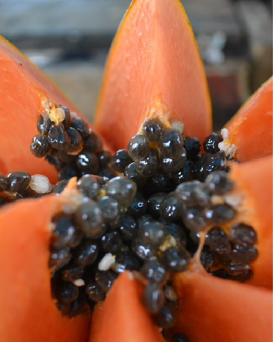 imagenCarruselPAnaca