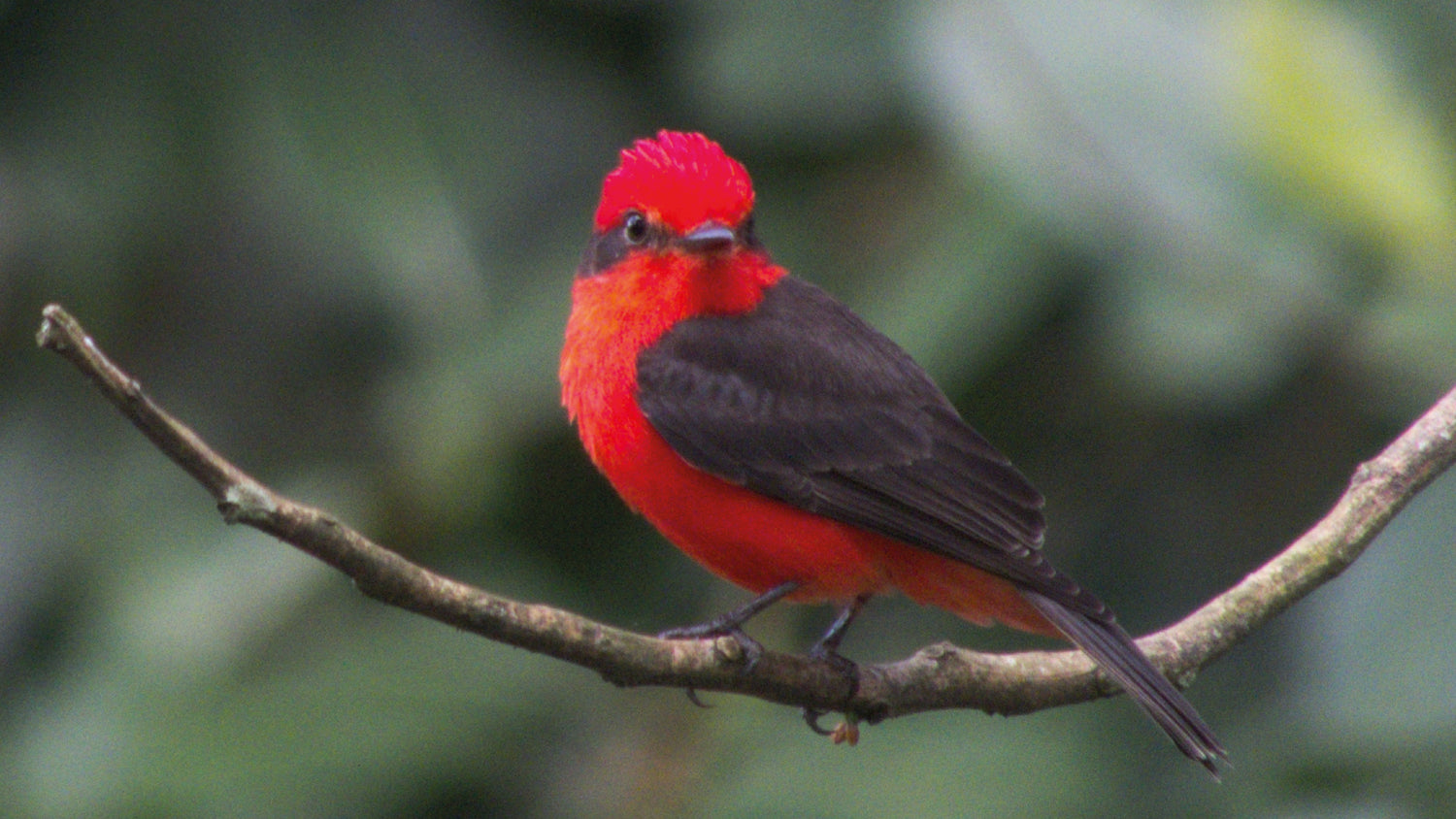 imagenCarruselPAnaca