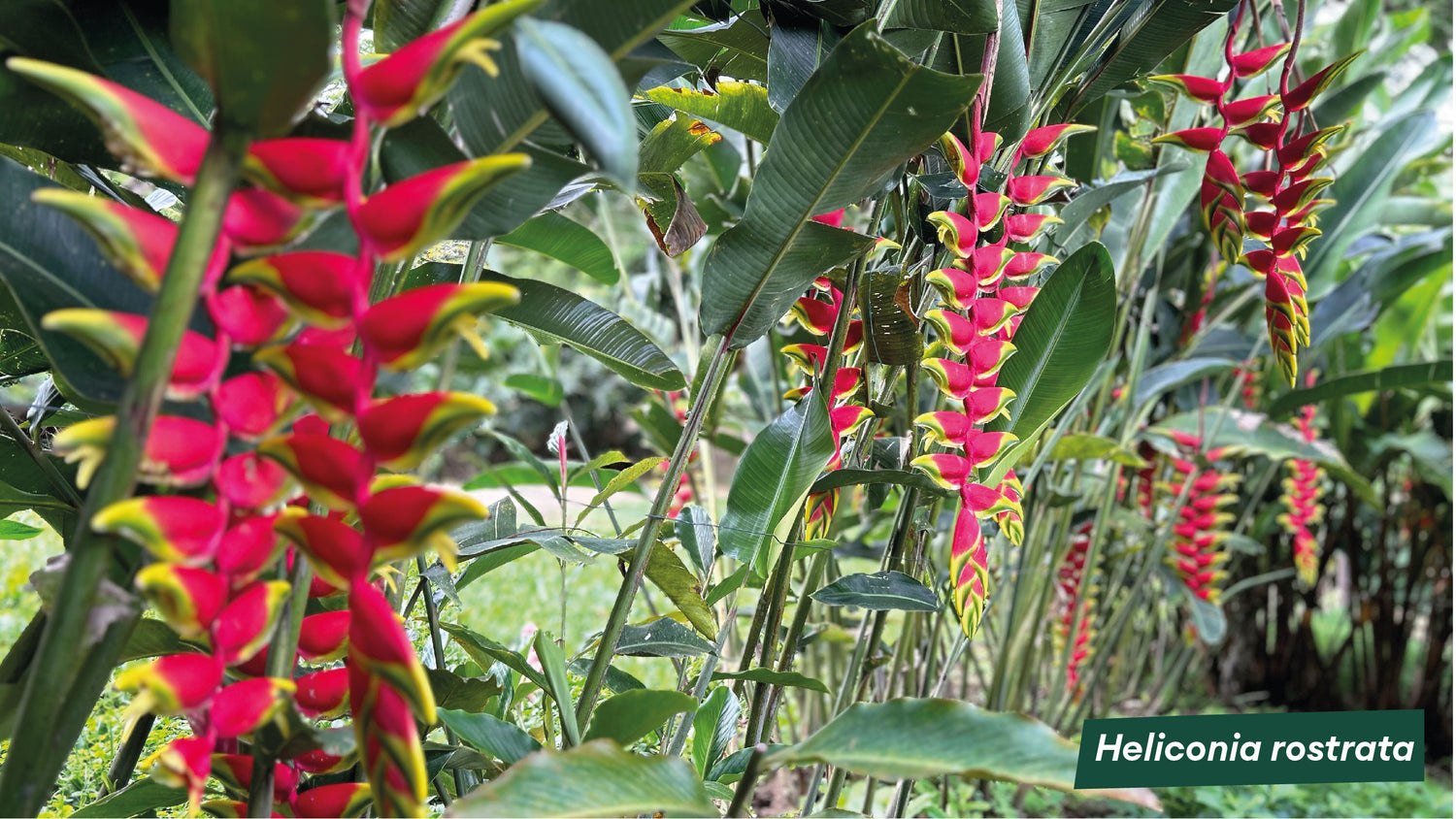 imagenCarruselPAnaca