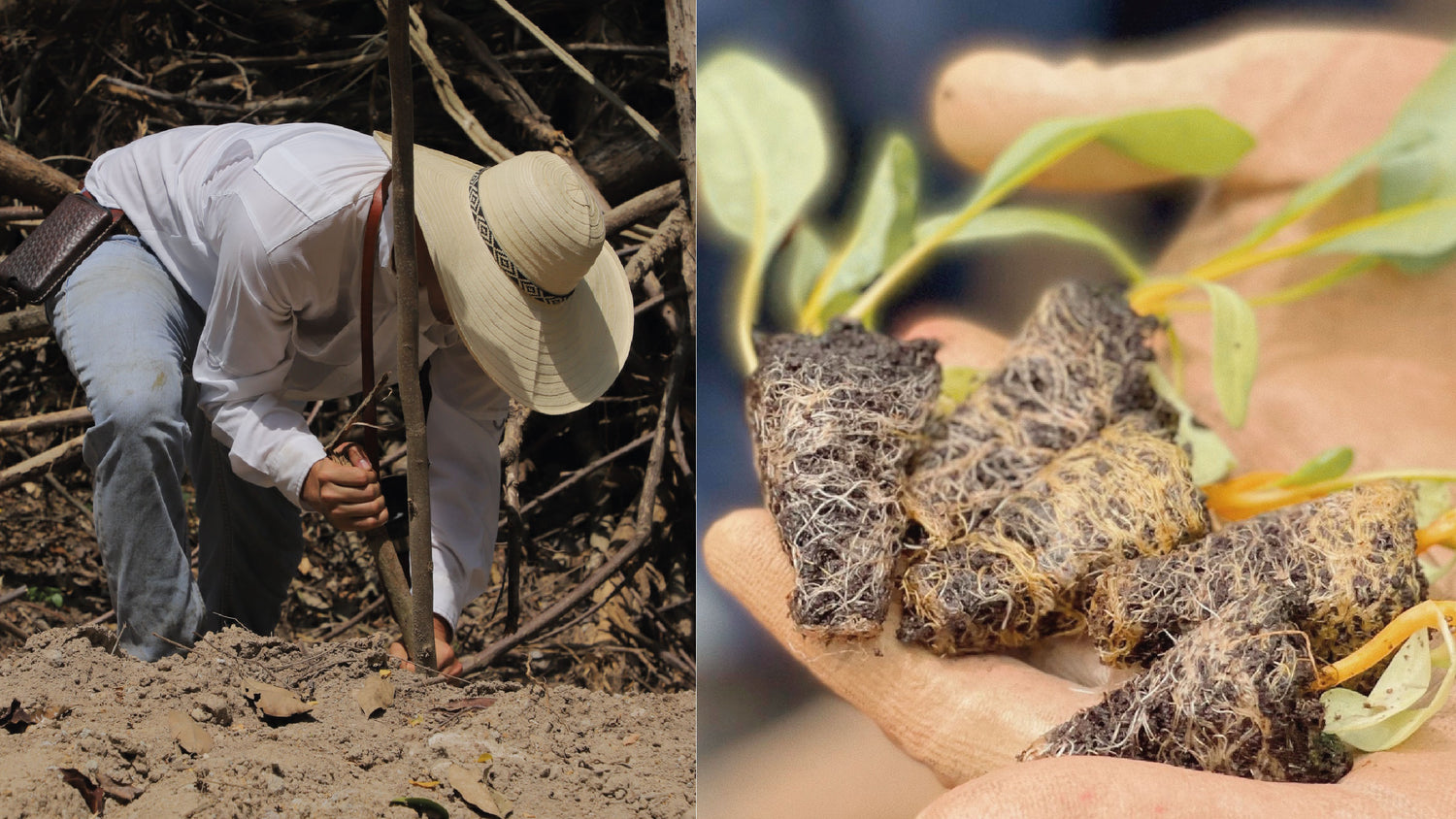 imagenCarruselPAnaca