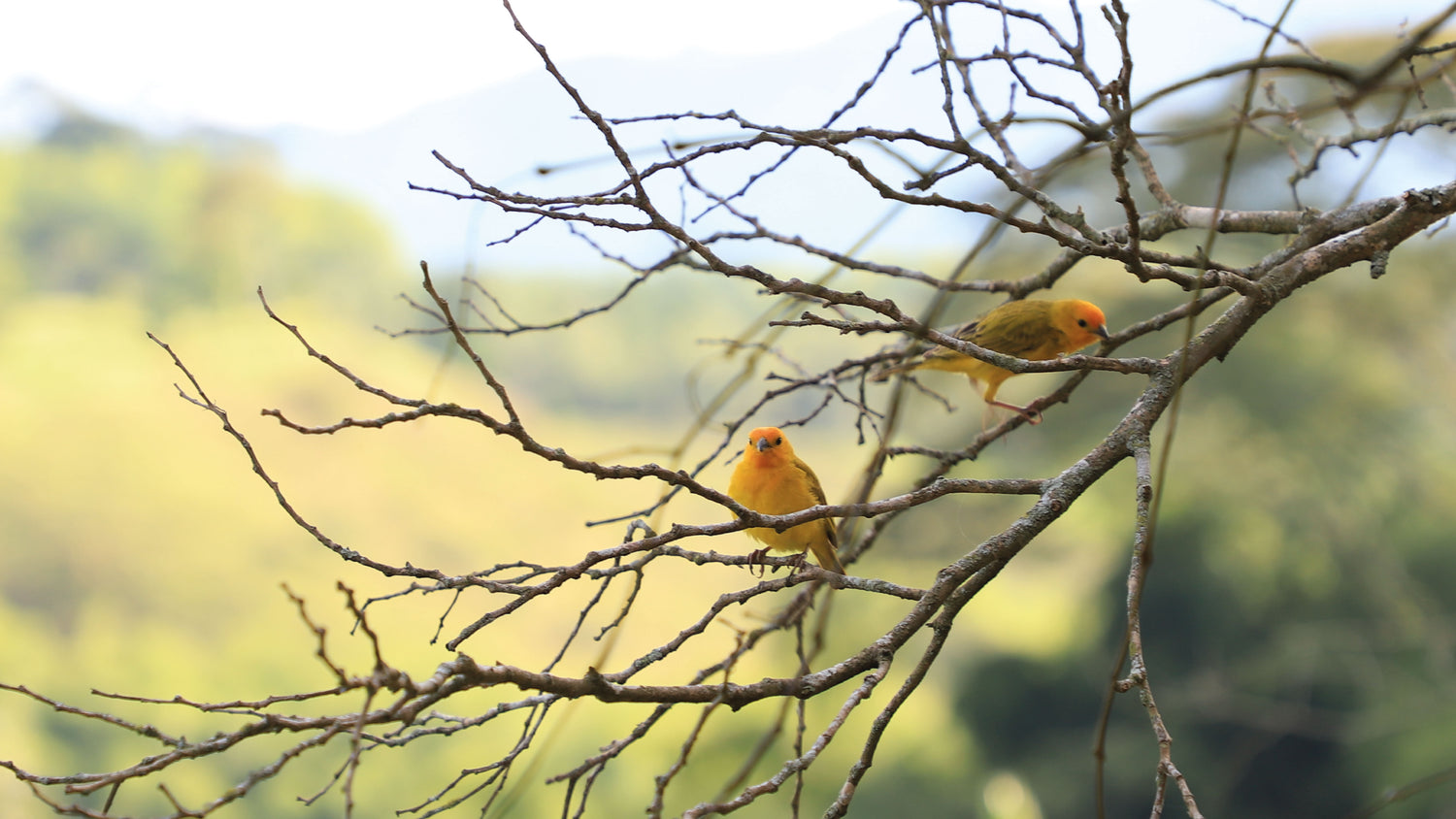 imagenCarruselPAnaca