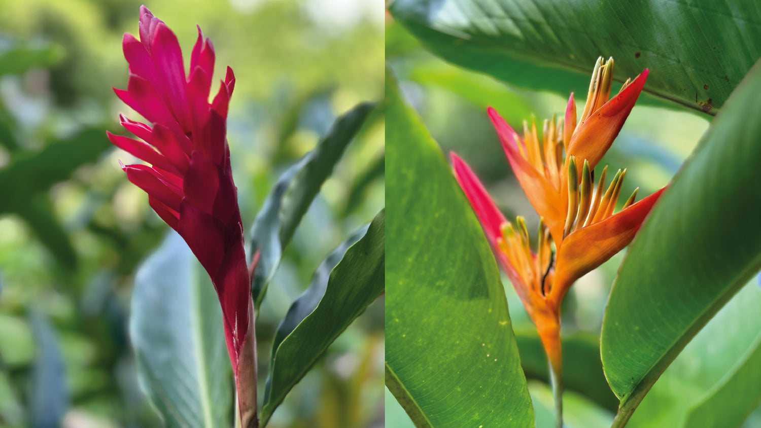 imagenCarruselPAnaca