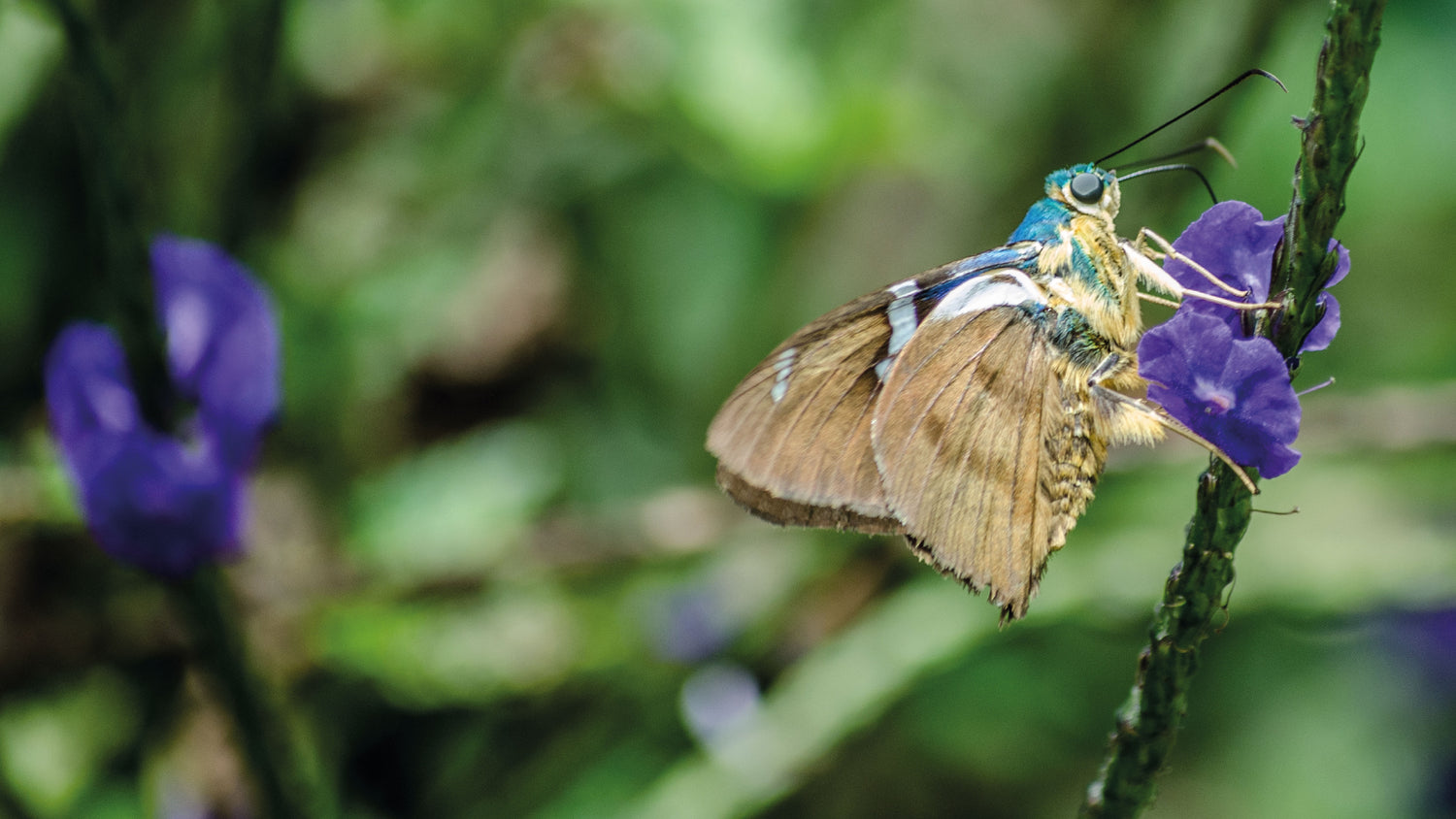 imagenCarruselPAnaca