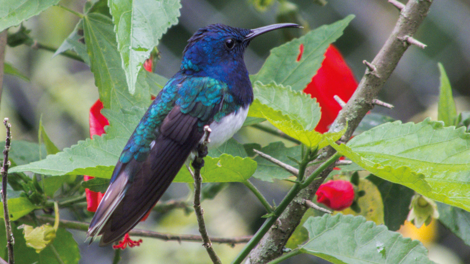 imagenCarruselPAnaca