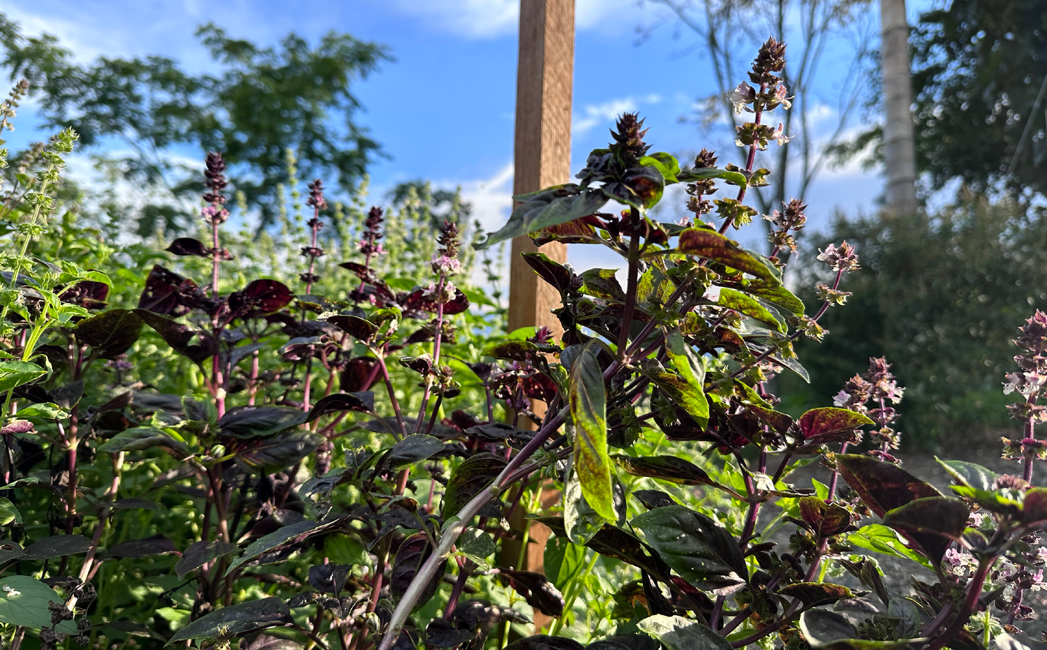 imagenCarruselPAnaca