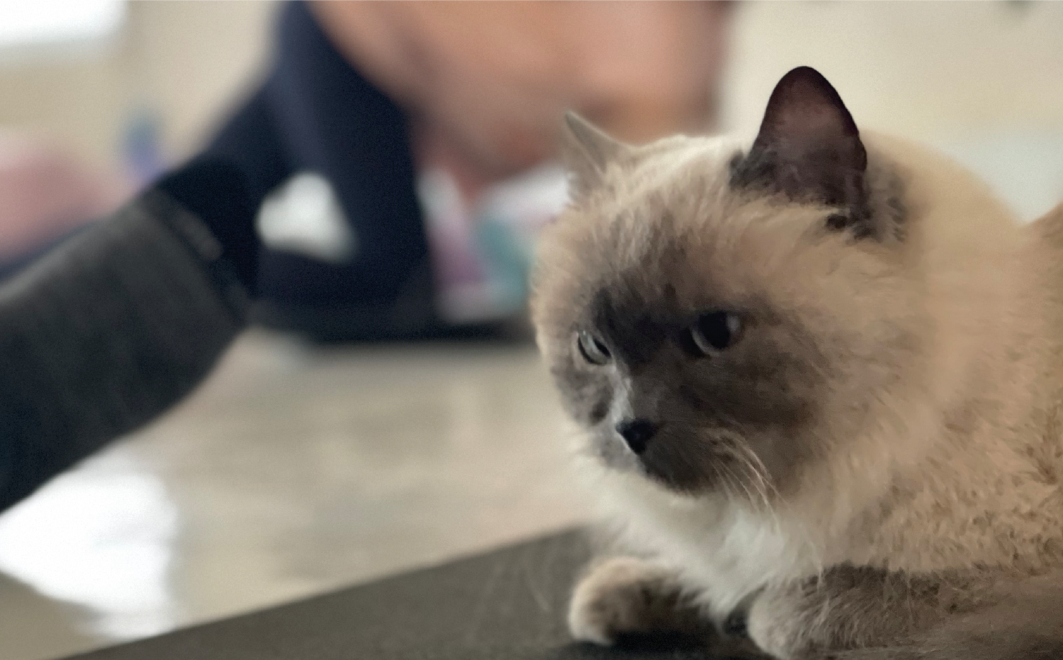 imagenCarruselPAnaca