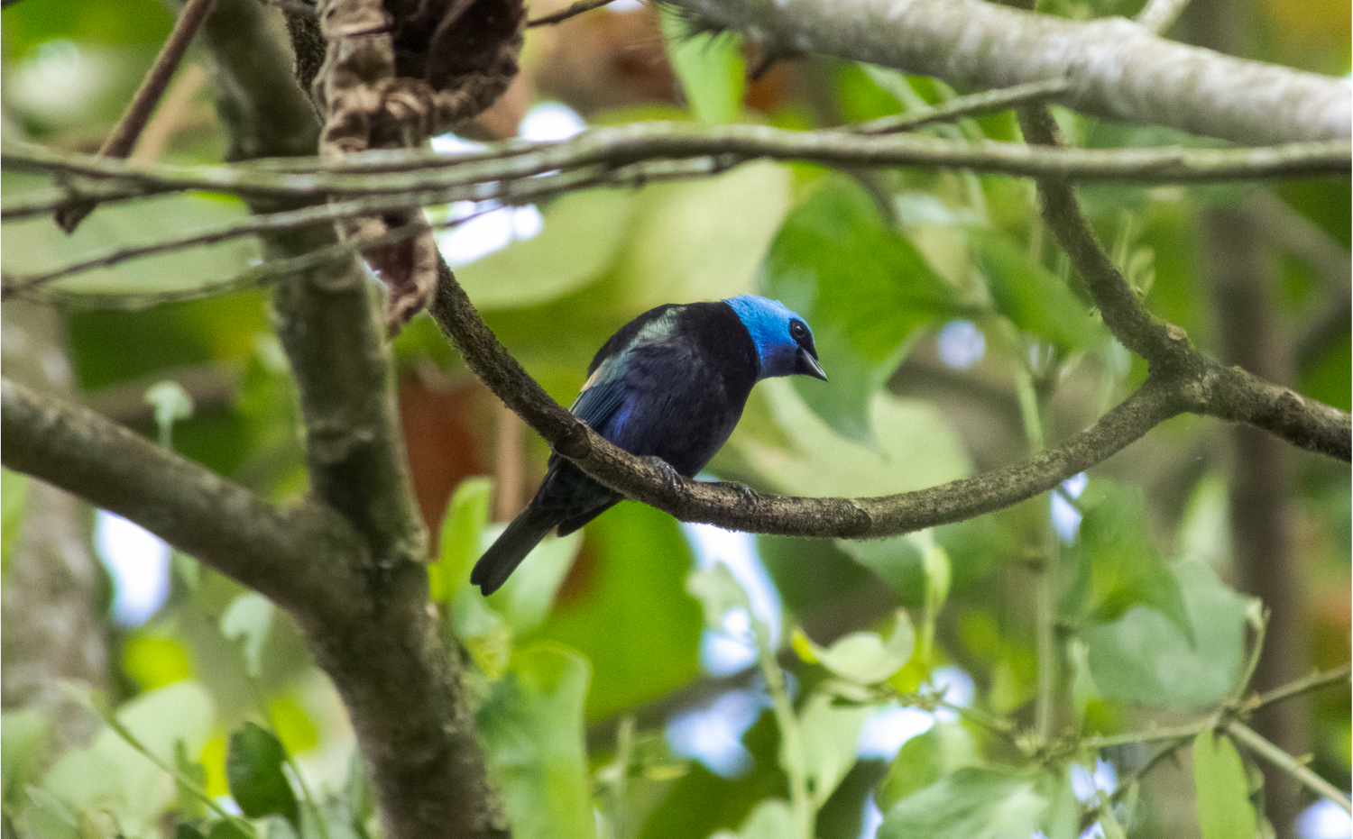 imagenCarruselPAnaca