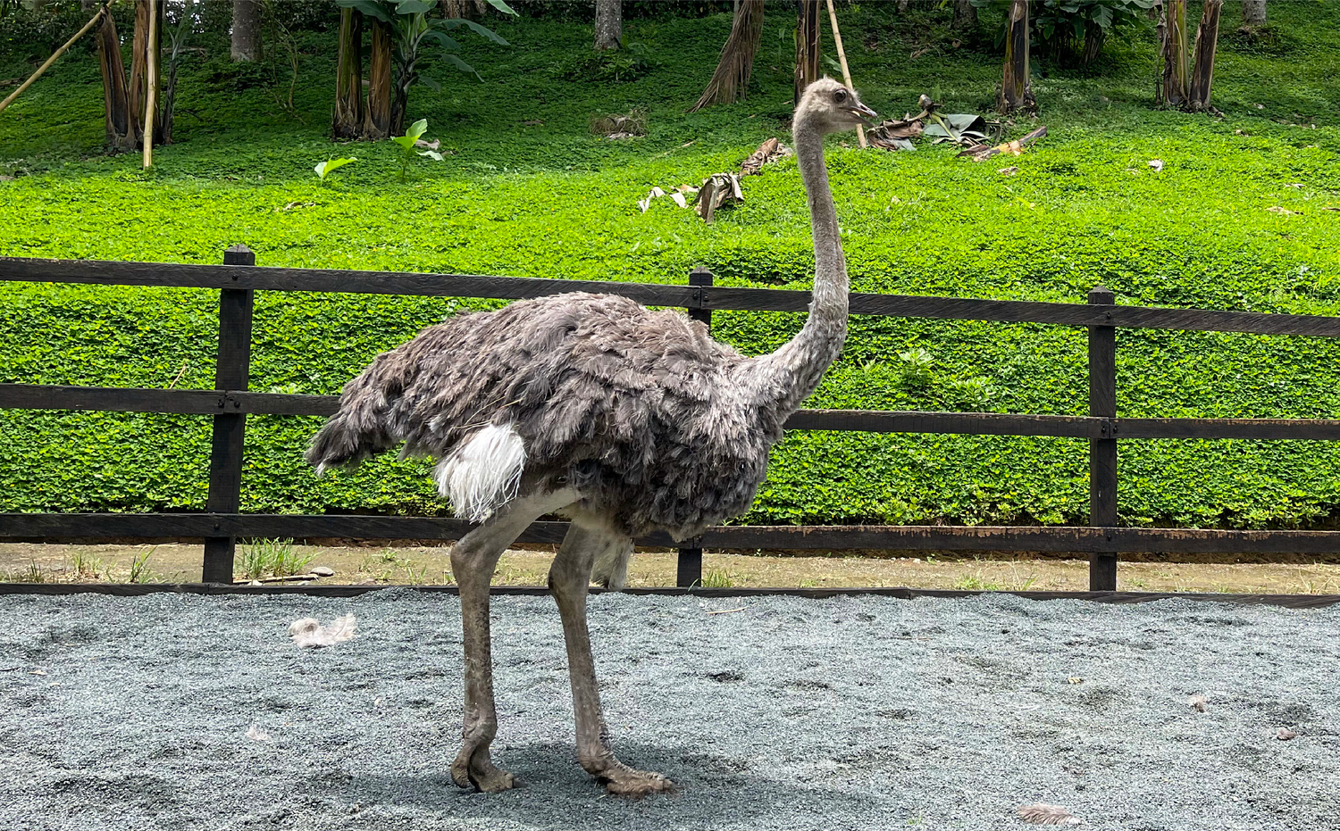 imagenCarruselPAnaca