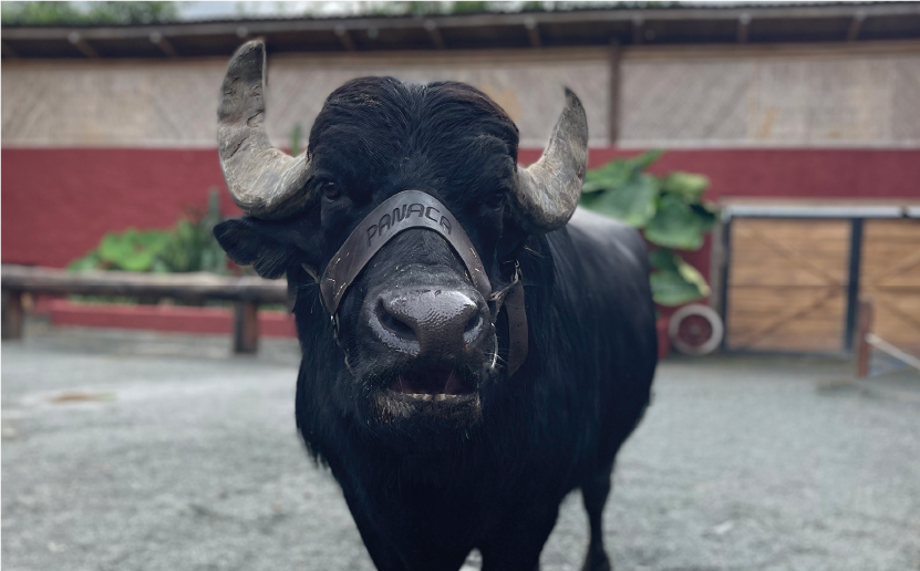 imagenCarruselPAnaca