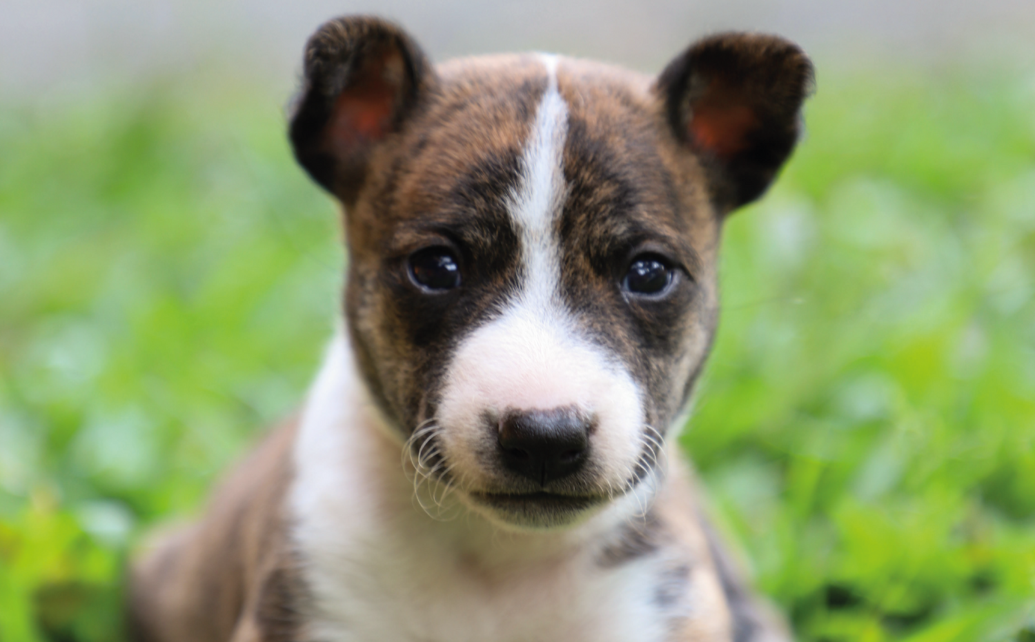 imagenCarruselPAnaca