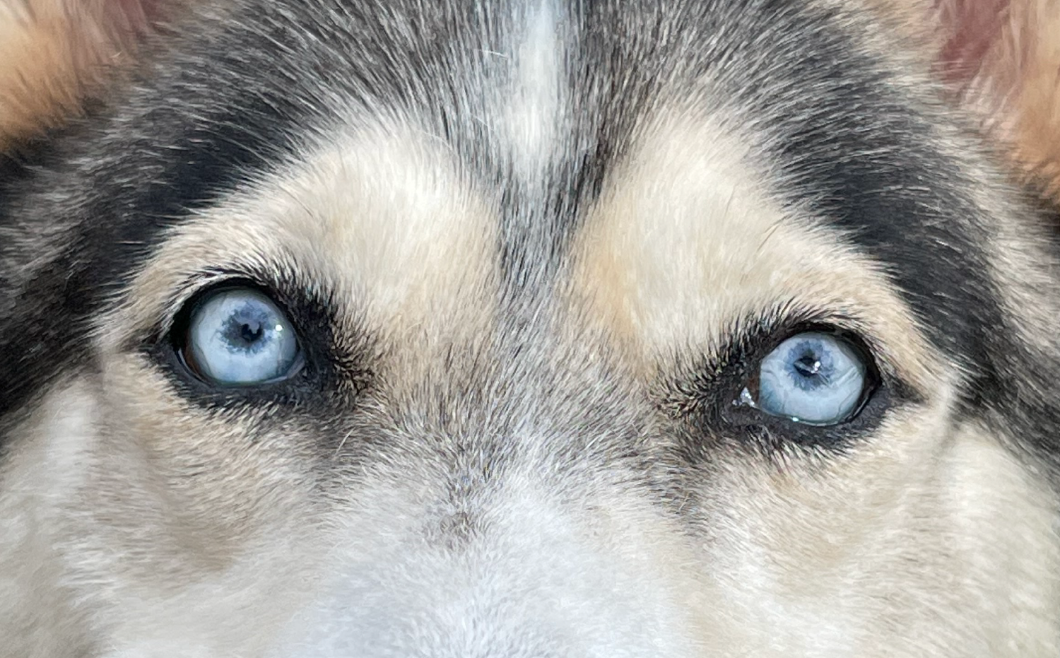 imagenCarruselPAnaca