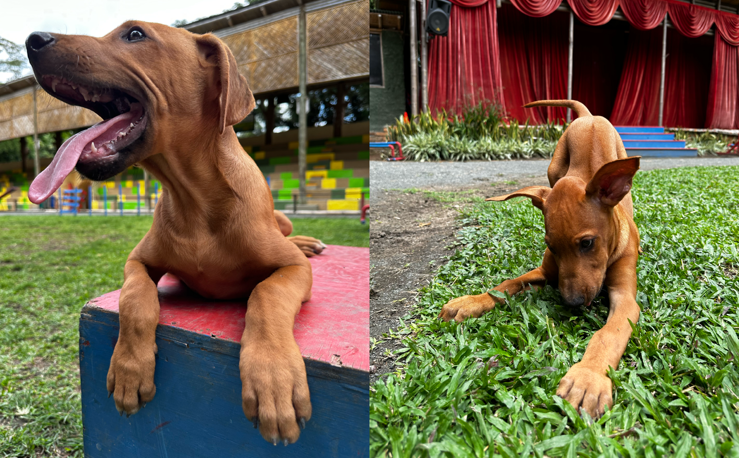 imagenCarruselPAnaca