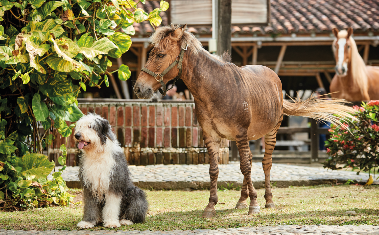 imagenCarruselPAnaca