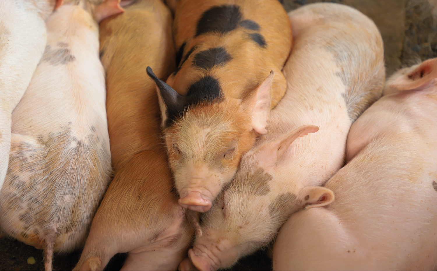 imagenCarruselPAnaca