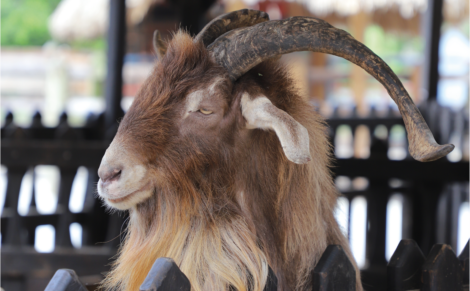 imagenCarruselPAnaca