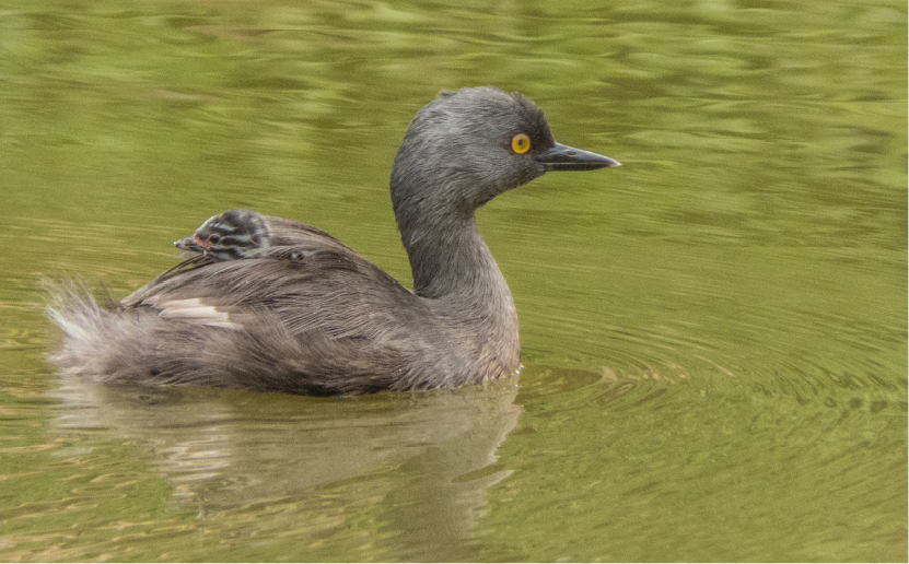 imagenCarruselPAnaca