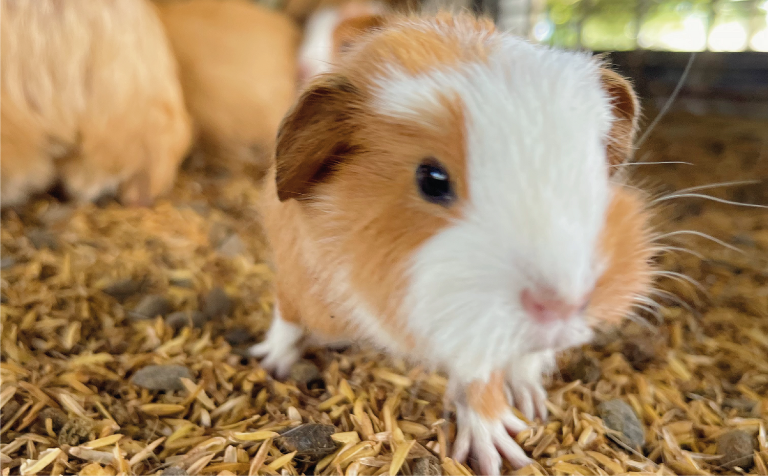 imagenCarruselPAnaca