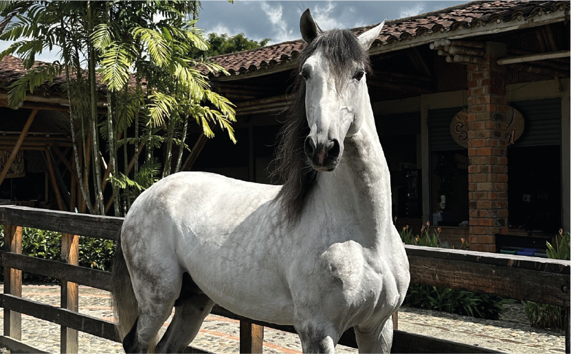 imagenCarruselPAnaca