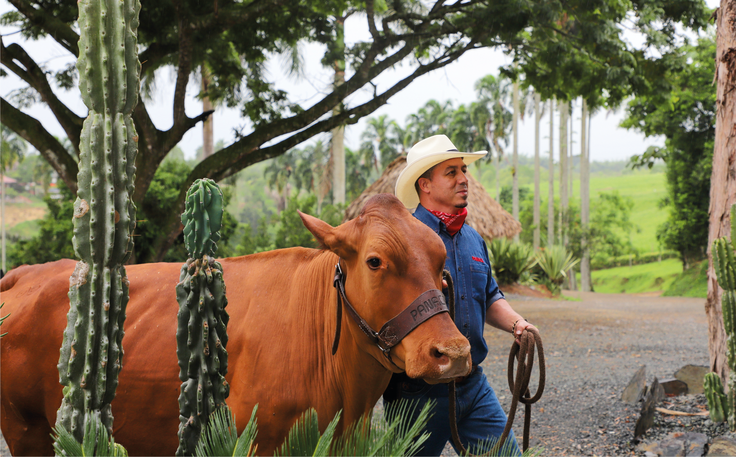 imagenCarruselPAnaca