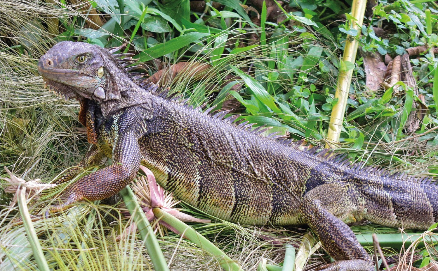 imagenCarruselPAnaca