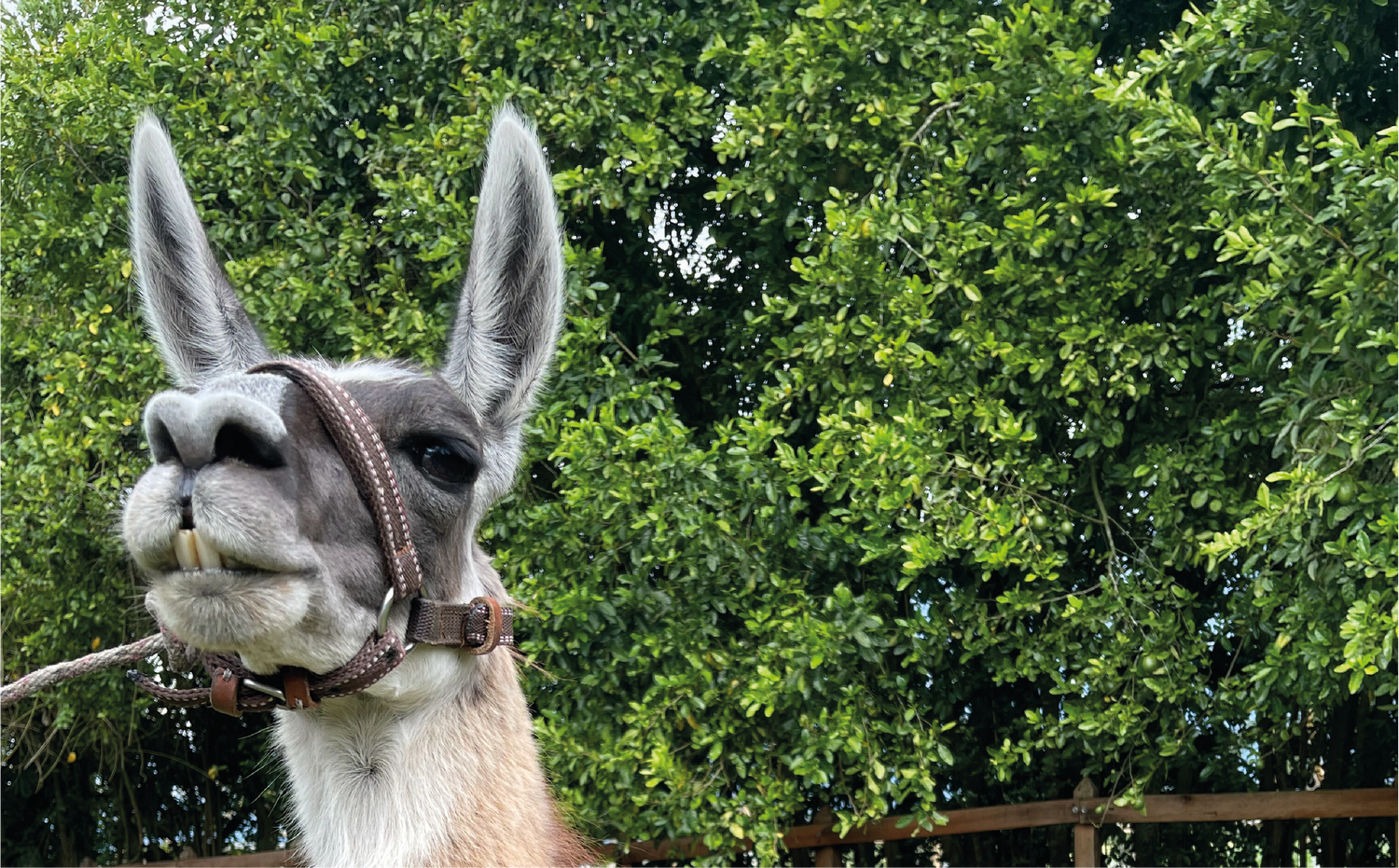 imagenCarruselPAnaca