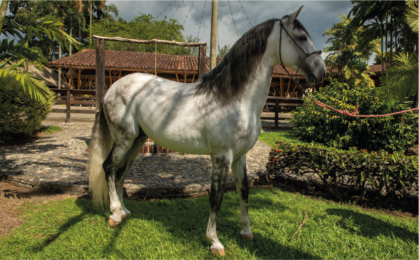 imagenCarruselPAnaca