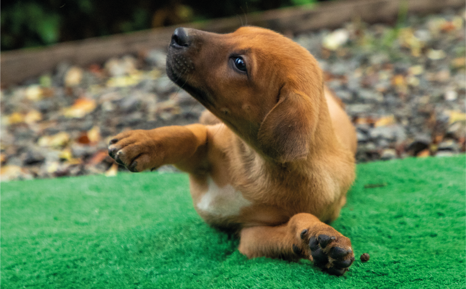 imagenCarruselPAnaca