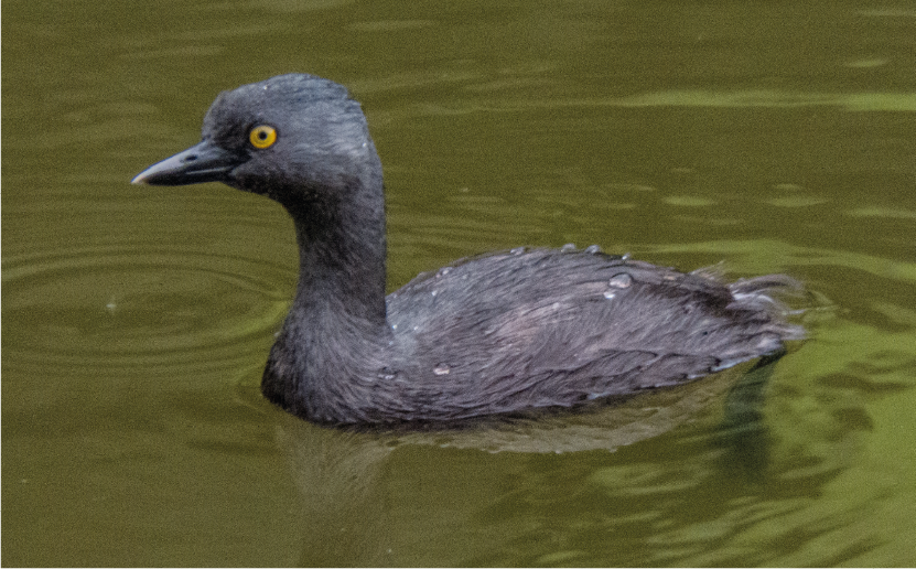 imagenCarruselPAnaca