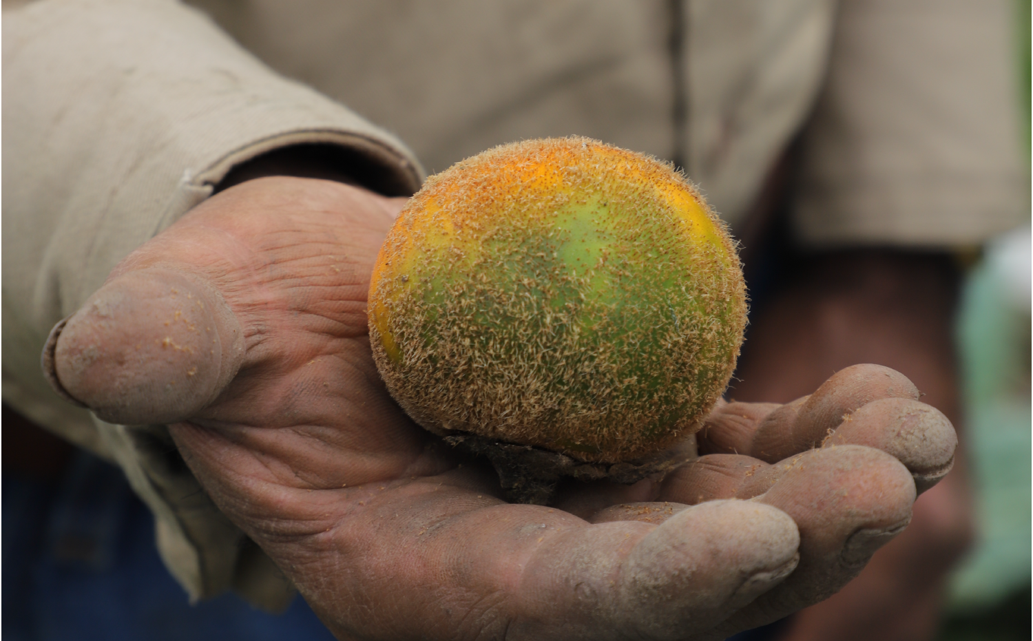 imagenCarruselPAnaca