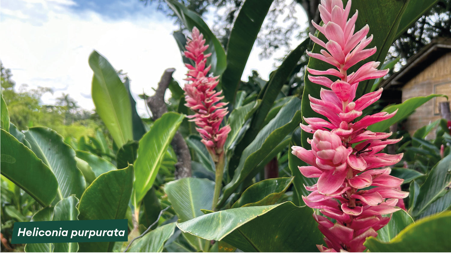 imagenCarruselPAnaca