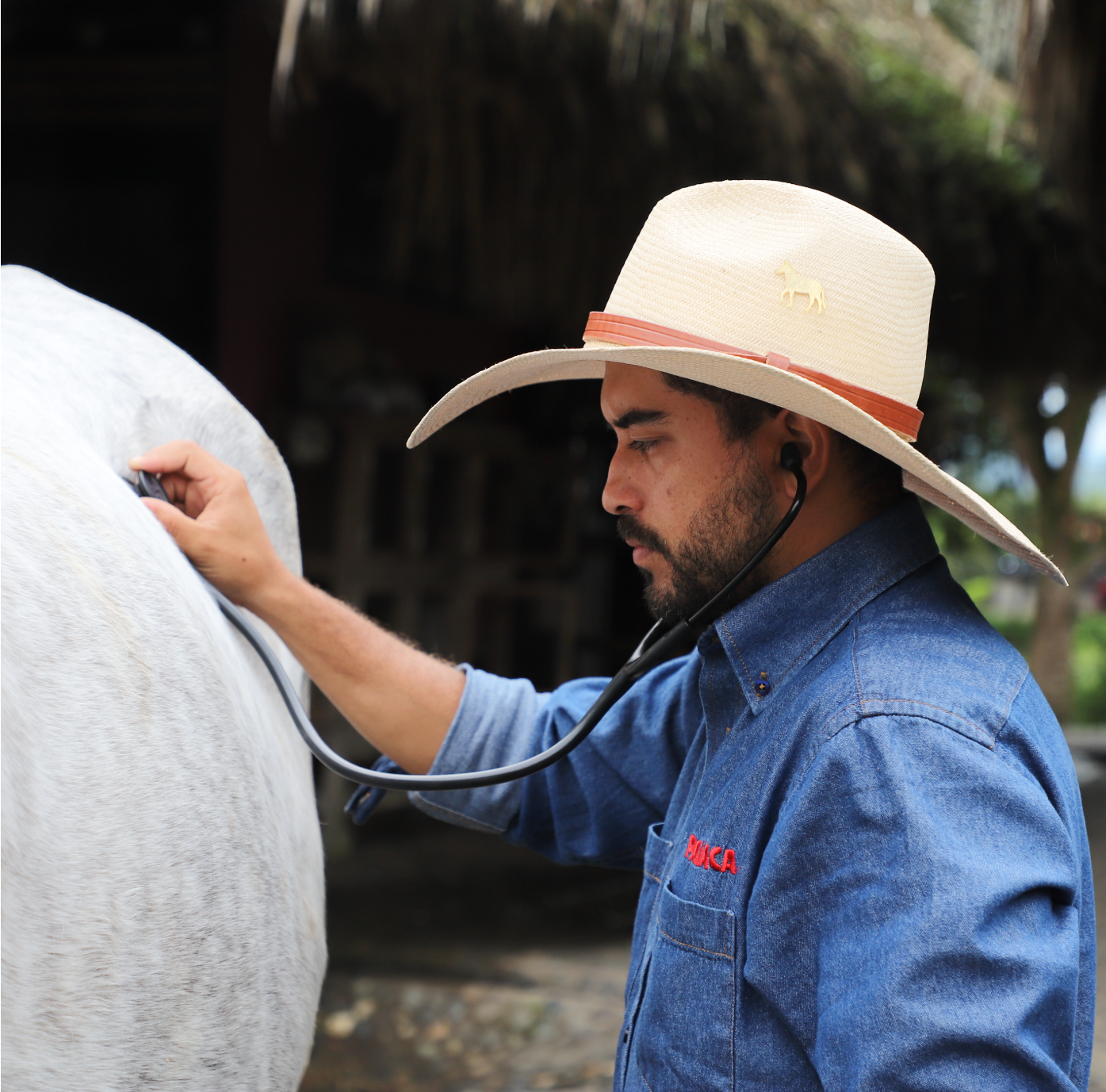 imagenCarruselPAnaca