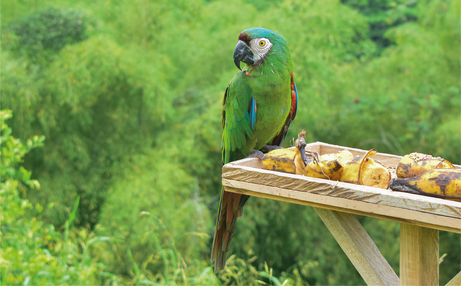 imagenCarruselPAnaca