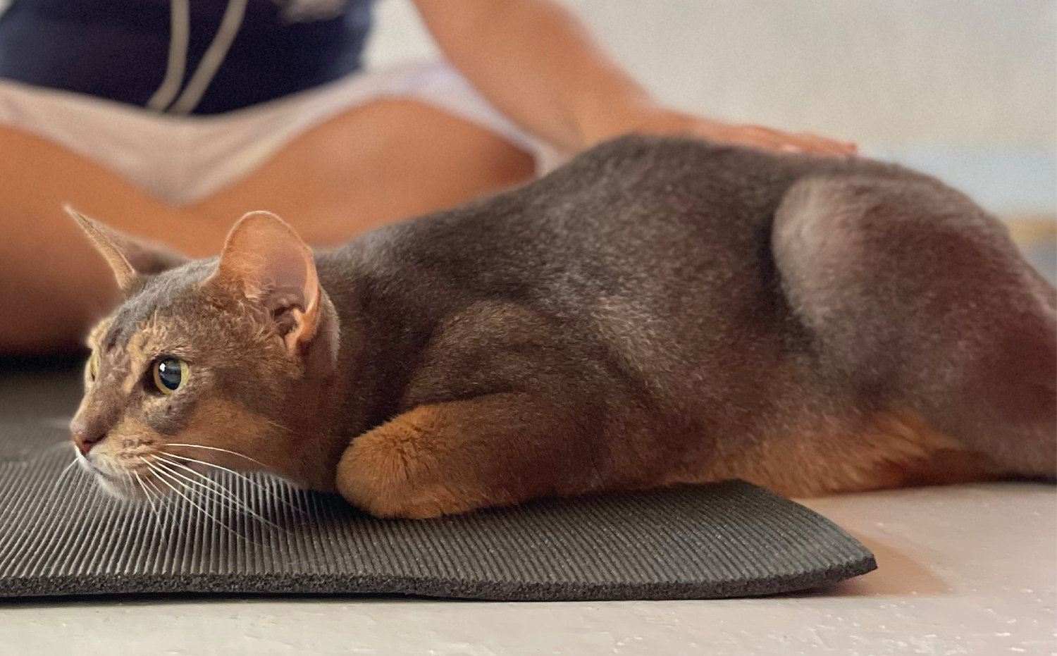 imagenCarruselPAnaca