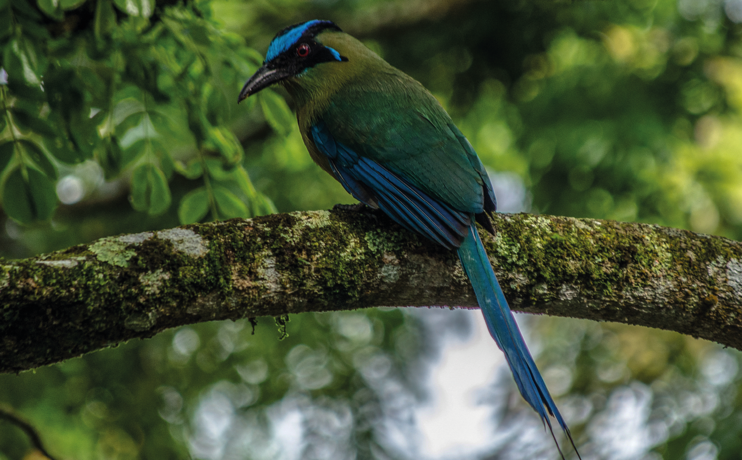 imagenCarruselPAnaca