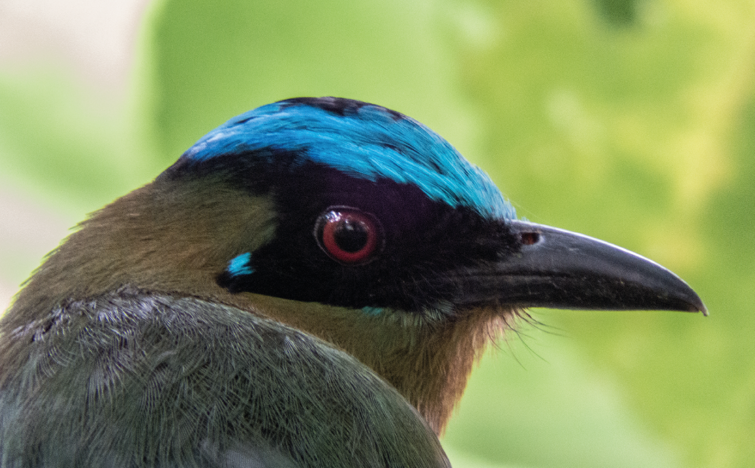 imagenCarruselPAnaca