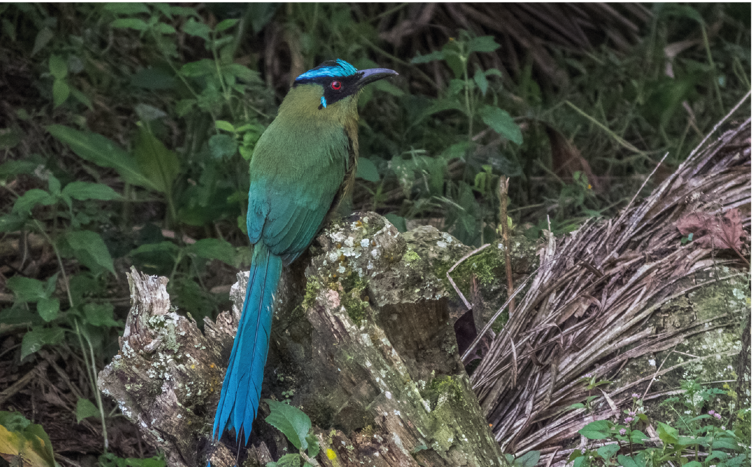 imagenCarruselPAnaca