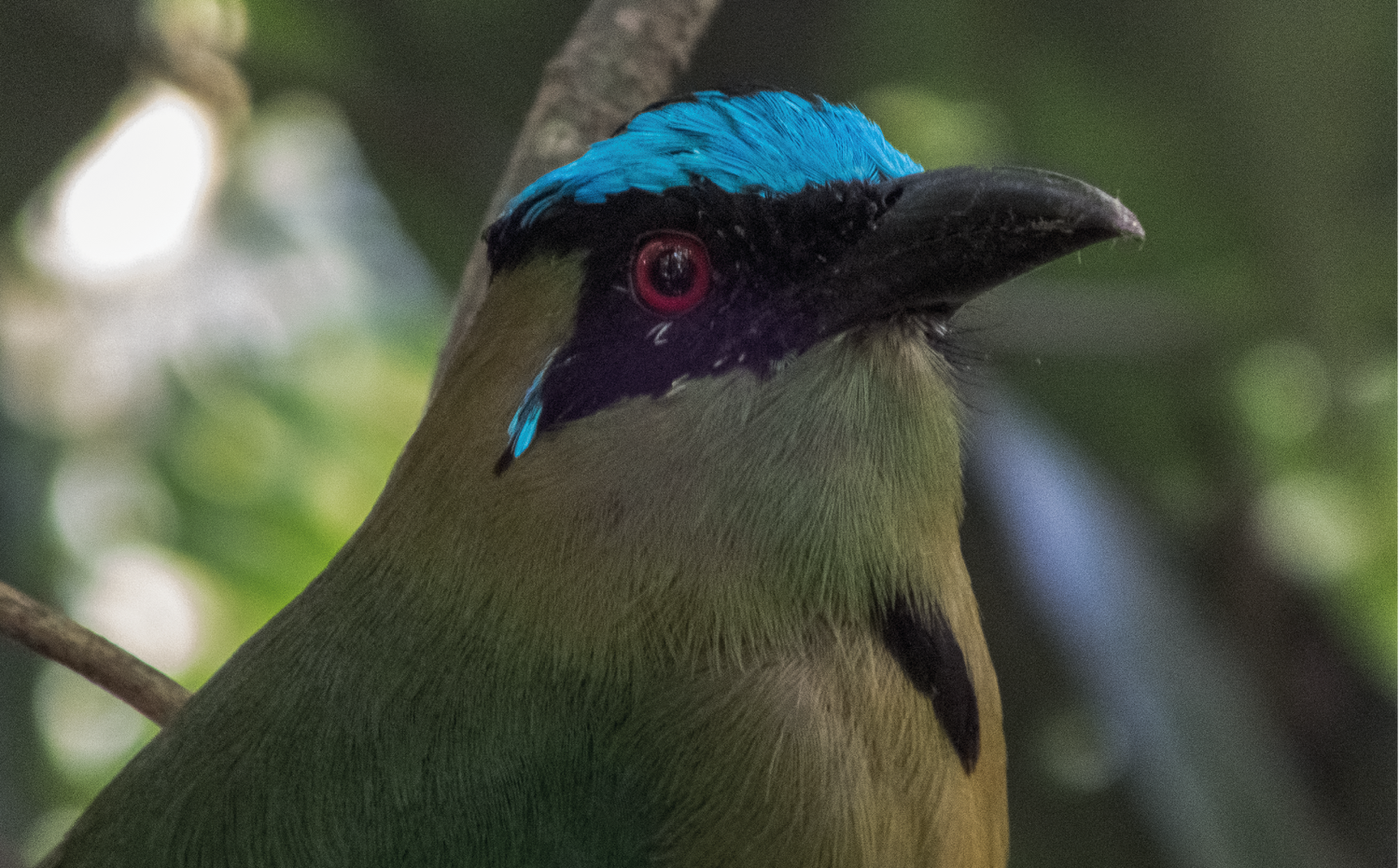 imagenCarruselPAnaca