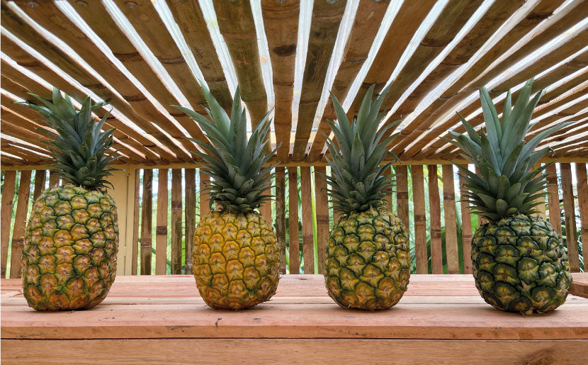 imagenCarruselPAnaca