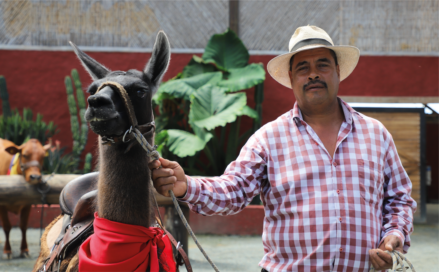 imagenCarruselPAnaca