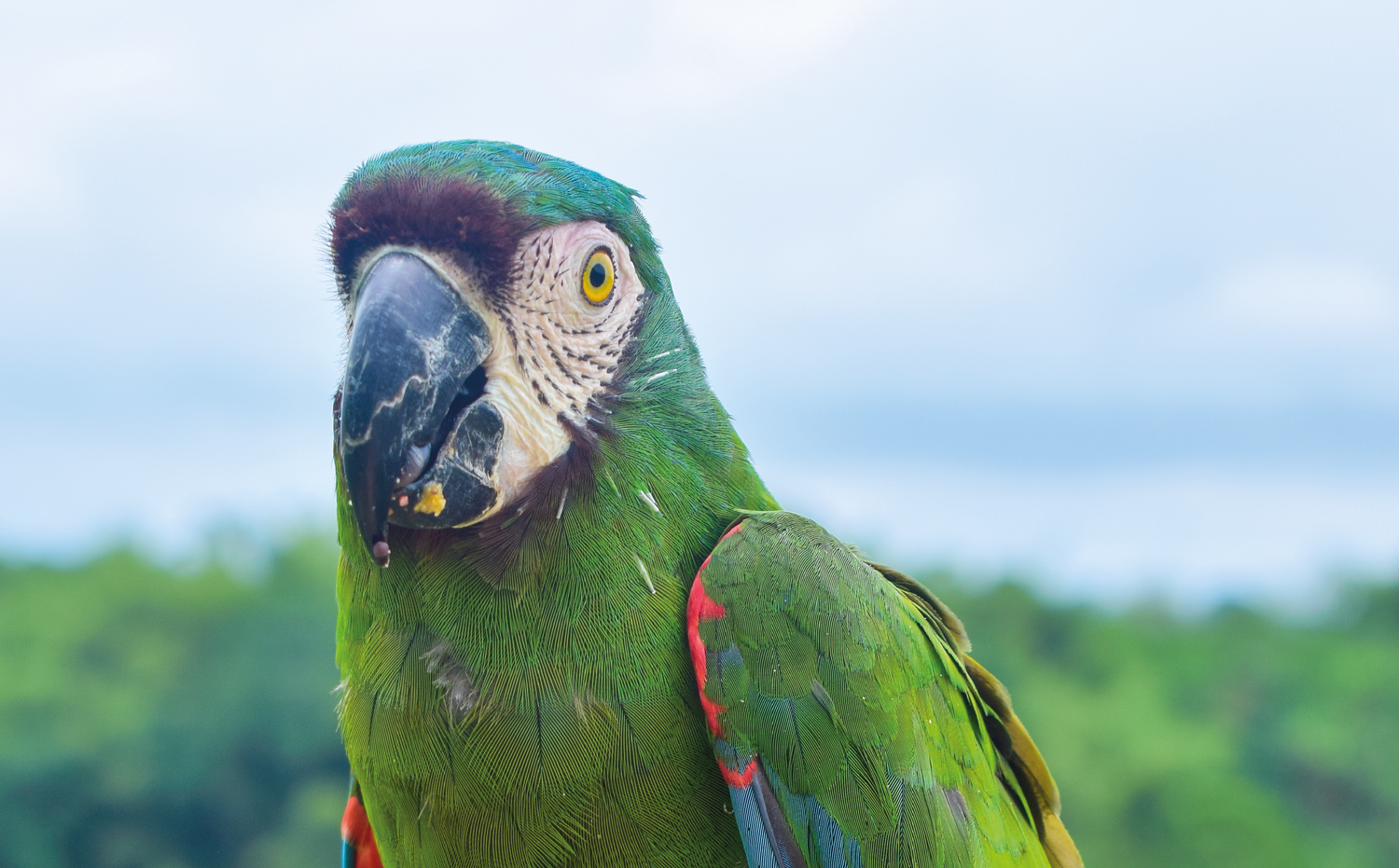 imagenCarruselPAnaca