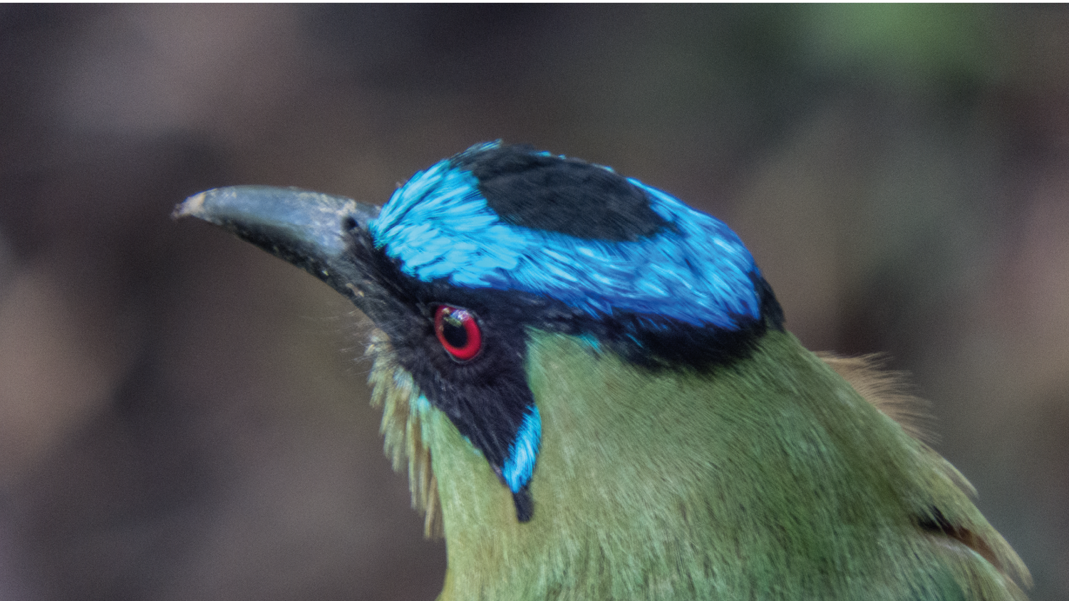 imagenCarruselPAnaca